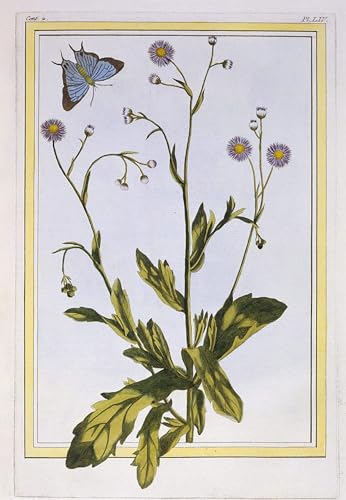 Toile abstraite Pierre Buchoz, reproduction d'art botanique haut de gamme 60x90
