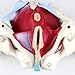 XiYou Bambole educative Modello pelvico Femminile a grandezza Naturale Modello Muscolare del Pavimento pelvico Modello anatomico Medico della Struttura pelvica genitale