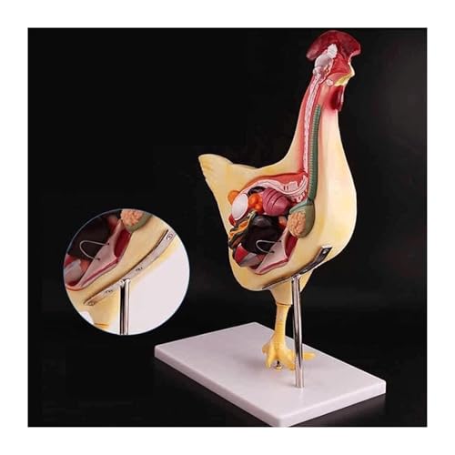 Modelo de pollo anatómico desmontable con órganos internos y esqueleto 7