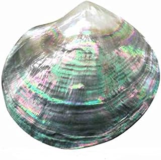 HUANGA 1Pc Natural Seashells Black Butterfly Shell Jewelry DIY Shell Nautical Beach Decor Scallop Specimen Craft Gift Home Fish Tank Marine Decoration Ornament