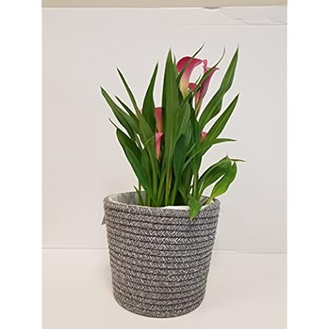 Live 6" Pink Calla Lily in Gray Woven Gift Container Cover