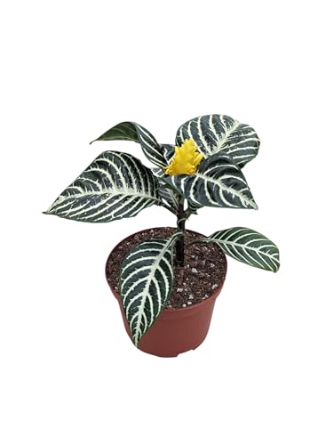 Snow White Zebra Plant, Live Aphelandra Exotic House Plant in