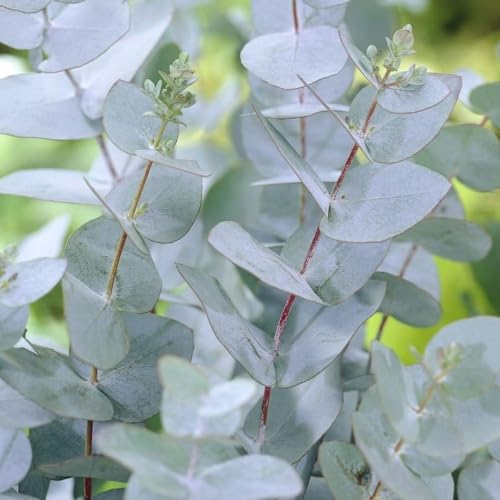 Plant Theory Tree Cider Gum Eucalyptus Gunnii Shrub Plant 2L Pot