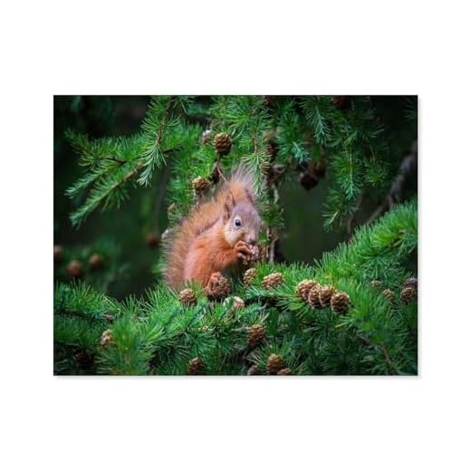 1000 Stück Puzzle，Das kleine Eichhörnchen schlemmt hoch Oben im Baum，Erwachsene Papier Puzzles, Kinder Entdecken Sie Kreativität Wandkunst Dekor Spielzeug（38x26cm）-P62
