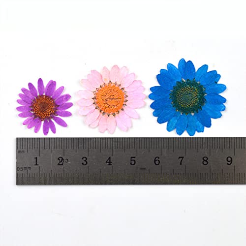 Flor natural prensada seca para manualidades y joyería miniatura 6