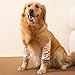 DKDDSSS Recovery Sleeve Hund, Ellenbogenbandage Hund, Ellbogenschoner für Hunde, Hund Chirurgie Erholung Recovery Sleeve für Vorderbeine, Kniebandage Arthrose für Hunde (Gelb, XXL)