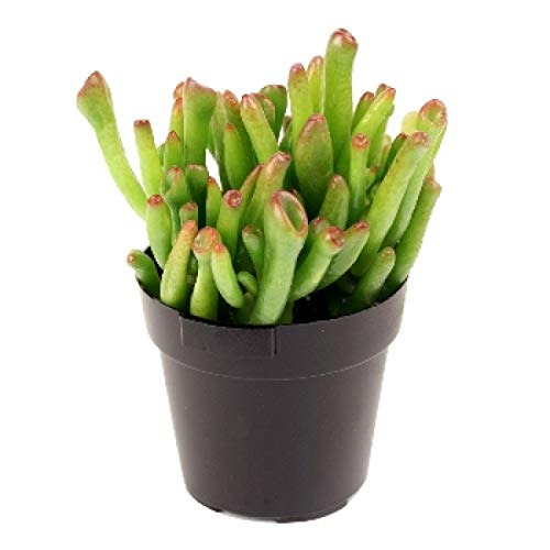 'Hobbit' Jade Plant - Crassula ovuta - Easy to Grow - 4 Pot 'Hobbit' Jade Plant - Crassula ovuta - Easy to Grow - 4" Pot