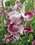 45+ Heirloom Wiltshire Ripple Sweet Pea Seeds - DH Seeds - Heat Tolerant - UPC0787639607809