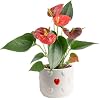 Product Photo 1
