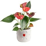 Costa Farms Blooming Anthurium, Live Indoor Plant, 12 to 14-Inches Tall, Ships in White Ceramic Planter, Great Gift, Fresh From Our Farm or Home Décor