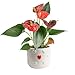 Costa Farms Blooming Anthurium, Live Indoor Plant, 12 to 14-Inches Tall, Ships in White Ceramic Planter, Great Gift, Fresh From Our Farm or Home Décor