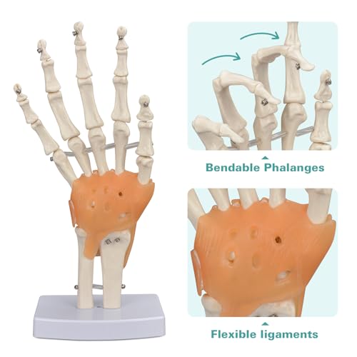 Image of Ultrassist Human Hand Skeleton Model with Ligaments, Flexible 1:1 Scientific Life Size with Lightweight Display Display Base, Includes Anatomy Diagram Best for Patient Education & Medical Training
