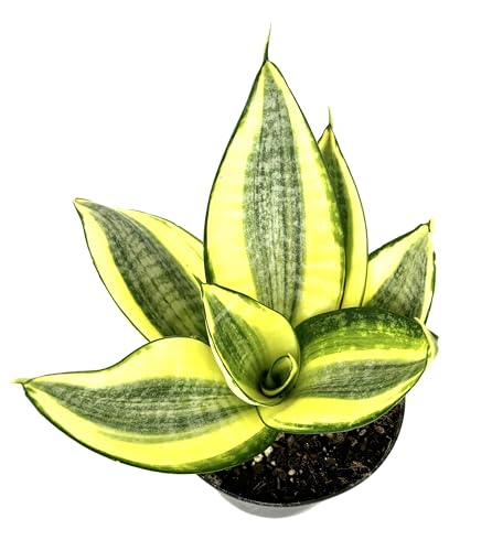 Sansaveria Hahnii Gold Star Live Air Purifying Houseplant, 4' Pot