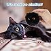 QFGasre Black Cat Keychain 2pcs Cute Plush Backpack Charms Cat Plush Keychains Purse Charm White Pom Pom Cats Car Keychain Gifts for Women Couple Keychains Handbags Backpacks and Wallets Accessories