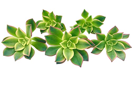 Live Succulent Cuttings (3, Aeonium 'Kiwi' Tricolor), Succulents Plants Live, Succulent Plant No Roots, House Plants Live Office Decoration, Diy Projects, Party Favor Gift By The Succulent Cult #TOP2
