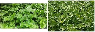 PREMIER SEEDS DIRECT - HERB - Coriander - 1500 Seeds (for Germinating)