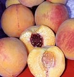 Healthyway Belle of Georgia Peach Tree seeds