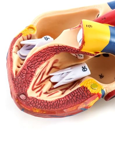 QWORK Menschliches Herzmodell, 2 Stück, anatomisch genau, nummeriert, 2-teiliges lebensgroßes Herz-Medizinmodell mit 34 anatomischen Strukturen, zusammengehalten mit Magneten auf der Basis