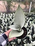 Moonshine Snake Plant – Sansevieria Moonshine – Rare Silvery Foliage – Easy Care Air Purifying Plant – Live Plant in 4” Pots