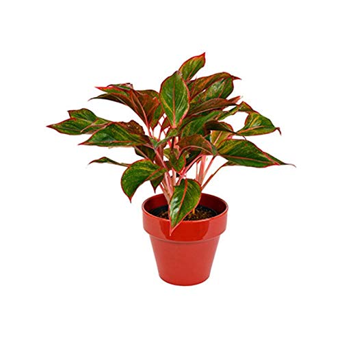 EaglesFord Indoor Live Plant - Aglaonema Chinese Evergreen Indoor Table Plant (B081XY3FMY) Amazon Price History, Amazon Price Tracker