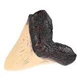Durabilidad del material: fabricado en resina, nuestro modelo de diente de megalodón gigante conserva su color y forma durante años, convirtiéndolo en una figura de diente de tiburón ideal para exhibir en el hogar o la oficina. dientes de tiburón gigantes, decoración de dientes de tiburón