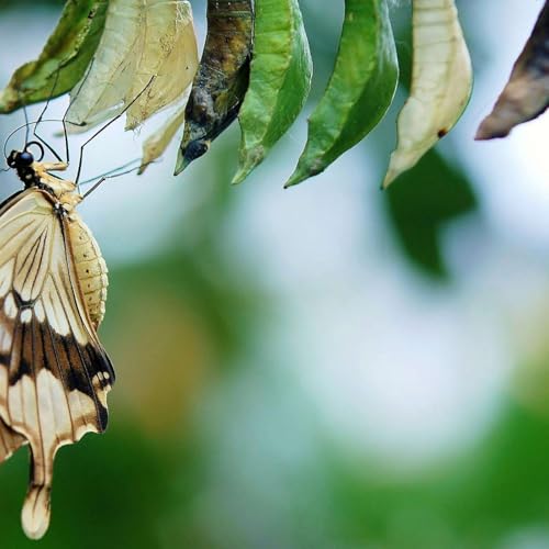 Ep 45 - Transforming Through Crystals and Womb Wisdom: A Journey with Vivian Arias