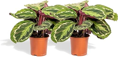 Duo Calathea Medallion | DECOALIVE | Pack 2 Plants | Calatea Meda...