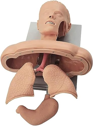 Teaching Model Tools,Advanced Human Tracheal Intubation Training Model Adult First Aid Training Teaching Aids Nursing Airway Management Practice Demonstration Anatomical Structure