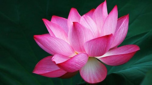alkarty Lotus Plant Food 200 Grams (B01NBJ3JNN) Amazon Price History, Amazon Price Tracker
