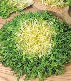 INDIVIA RICCIA CAPILLINA NR.1000 SEMI