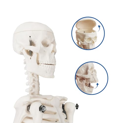 Image of Anatomical Human Skeleton Model, a 17-inch Mini Human Skeleton Model with Movable arms and Legs, a Scientific Model for Studying The Basic Details of The Human Skeletal System