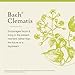 Bach Original Flower Remedies, Clematis - Have Focus - Natural Homeopathic Flower Essence for Emotional Balance - Vegan, Gluten Free, Sugar Free - 20mL Dropper