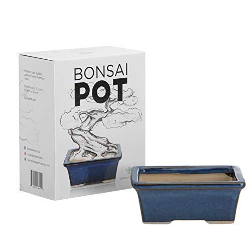 Kit Completo Bonsái con Maceta Azul Cerámica y Accesorios miniatura 3