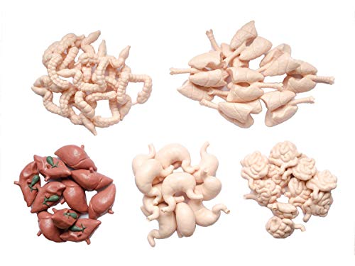 Organes fixés Miniblings détails précis d'estomac et poumon x50 - 3