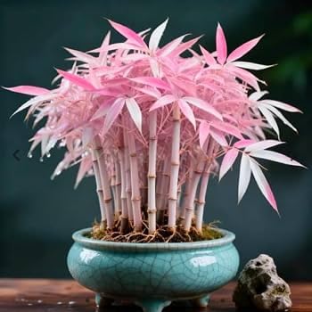 Rainbow Multicolor Bamboo Seeds for Indoor Planting | Pack of 30 Seeds, Lucky Bamboo, Indoor Use-image-41