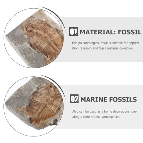 Fossiles véritables de trilobite ancien pour remplacer les fausses résines - 3