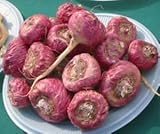 25 RED Maca Seeds Grown & Sold by ABCs of Gardening not Samenchilishop