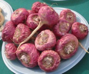 25 RED Maca Seeds Grown & Sold by ABCs of Gardening not Samenchilishop 25 RED Maca Seeds Grown & Sold by ABCs of Gardening not Samenchilishop