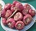 100 RED Maca Seeds GROWN & SOLD by ABCs of Gardening not Samenchilishop