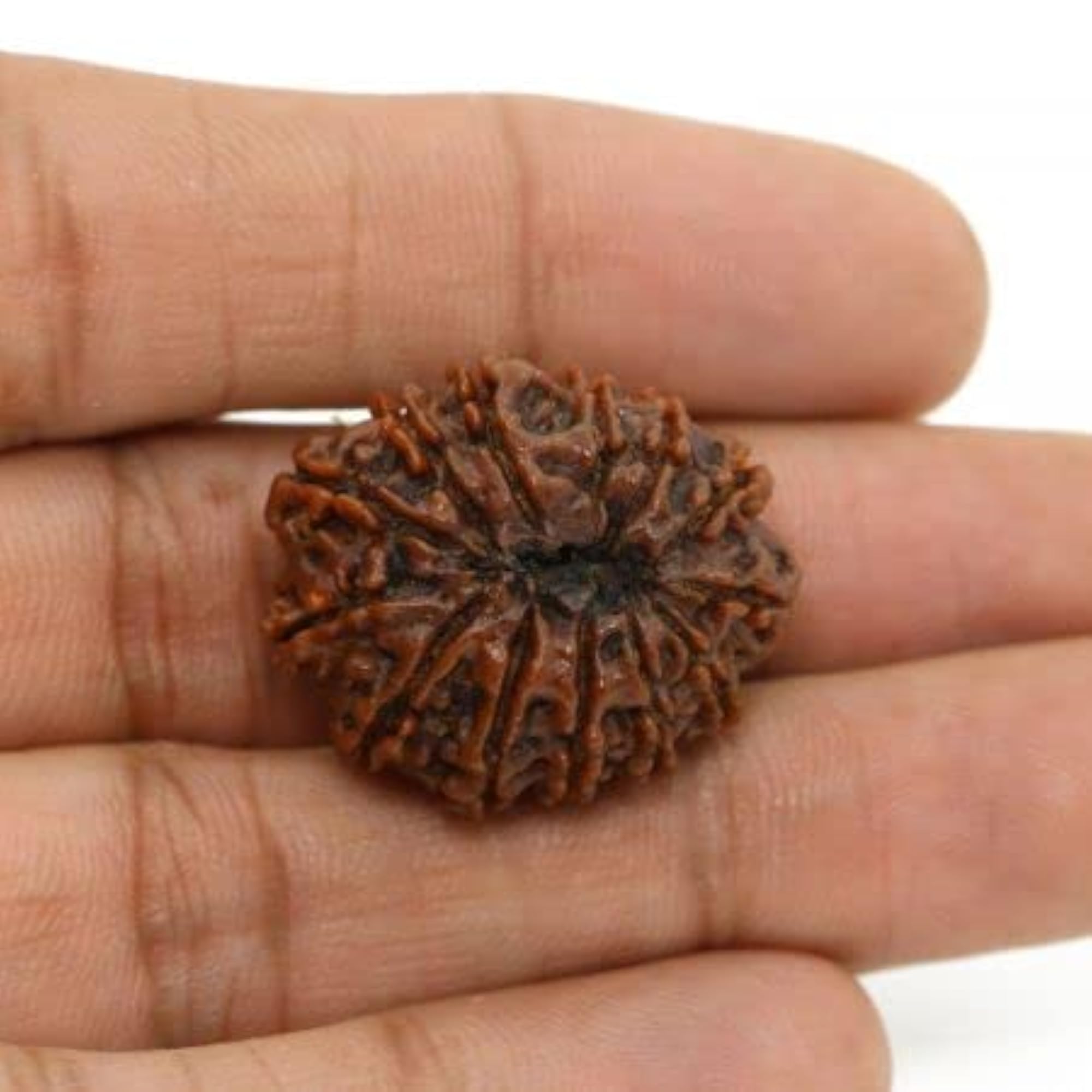 13 Mukhi Rudraksha, Lab Certified Oval Shape