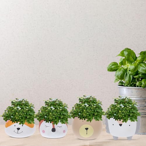 Plantes succulentes et cactus mini pots de fleurs design original - 7