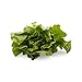 Organic Butter Lettuce