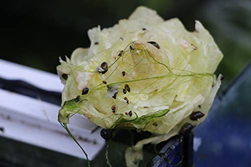 20 Blasenschnecken, Mindestgröße 3 mm, Futterschnecken für Fische, Krebse, Garnelen