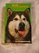 This Is the Alaskan Malamute