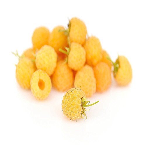 Anne Raspberry - 1 Golden Raspberry Plant - Everbearing - Organic Grown -