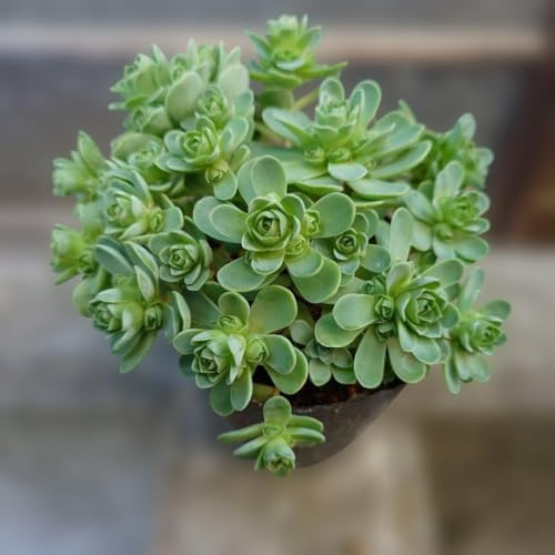 観葉植物 アエオニウム 多肉植物」の人気商品一覧 | 安い商品を通販