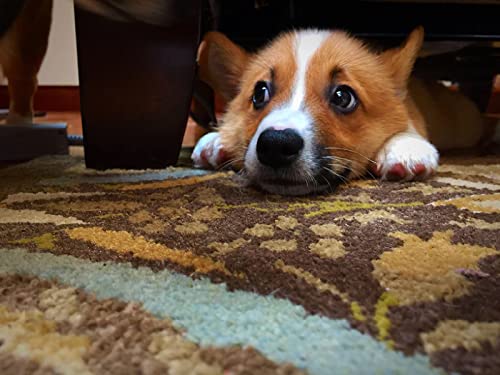 Kits de pintura por números para adultos y niños DIY pintura al óleo digital colorido Corgi lindo perro mascota - lienzo arte de pared decoración del hogar 16 x 20 pulgadas Cover