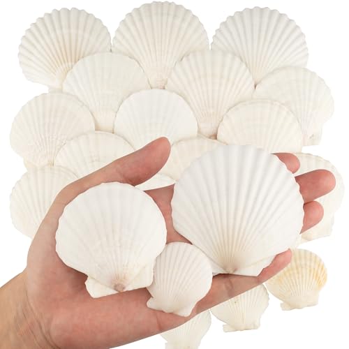 30PCS Sea Shells 3 Size White Sea Scallop Shells for Crafting 3.5-8CM Seashells for Beach Theme Party DIY Crafts Wedding Decorations Fish Tank Decorations and Vase Fillers Home Decor Supplies