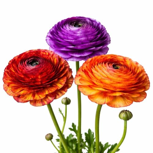 Easy to Grow Ranunculus Tecolote Picotee Mix 10 Flower Bulbs - Spring Bicolor Picotee Blooms in Sun, Carlsbad Flower Fields, Great for Cutting Easy to Grow Ranunculus Tecolote Picotee Mix 10 Flower Bulbs - Spring Bicolor Picotee Blooms in Sun, Carlsbad Flower Fields, Great for Cutting