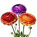 Ranunculus Tecolote Picotee Mix - 10 X-Large Bulbs - 8 cm - Ships and Grown from USA